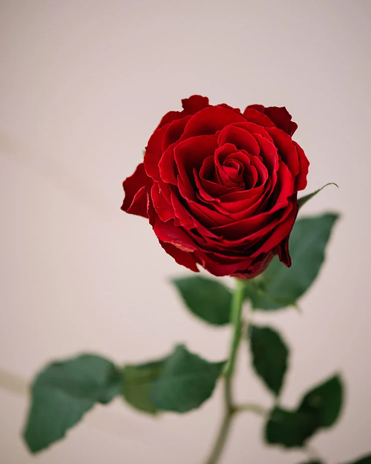 interflora skicka blommor Karlskoga välj och skapa egen bukett av röda rosor