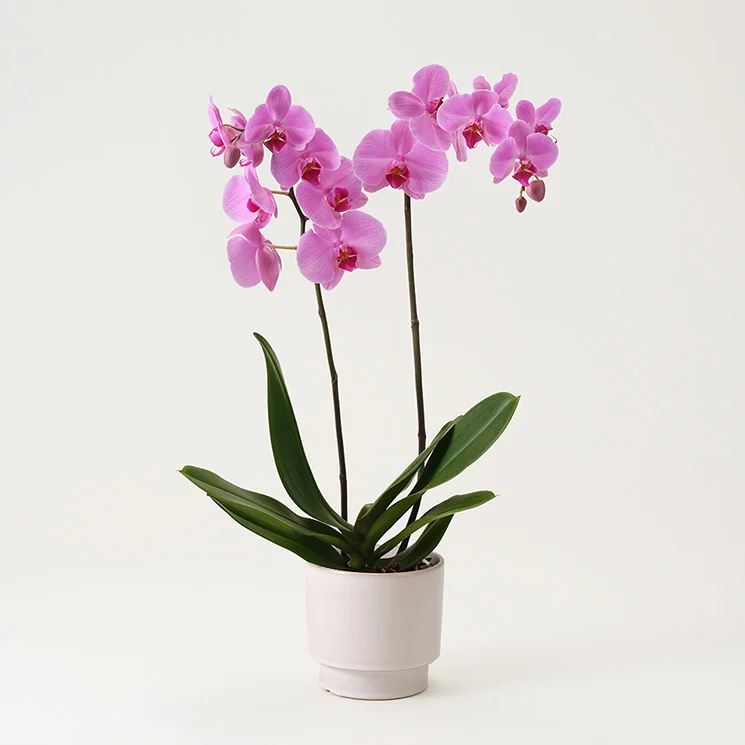 interflora skicka blommor Valdemarsvik klassiska blommor av orkidé som du kan beställa hem till mottagaren
