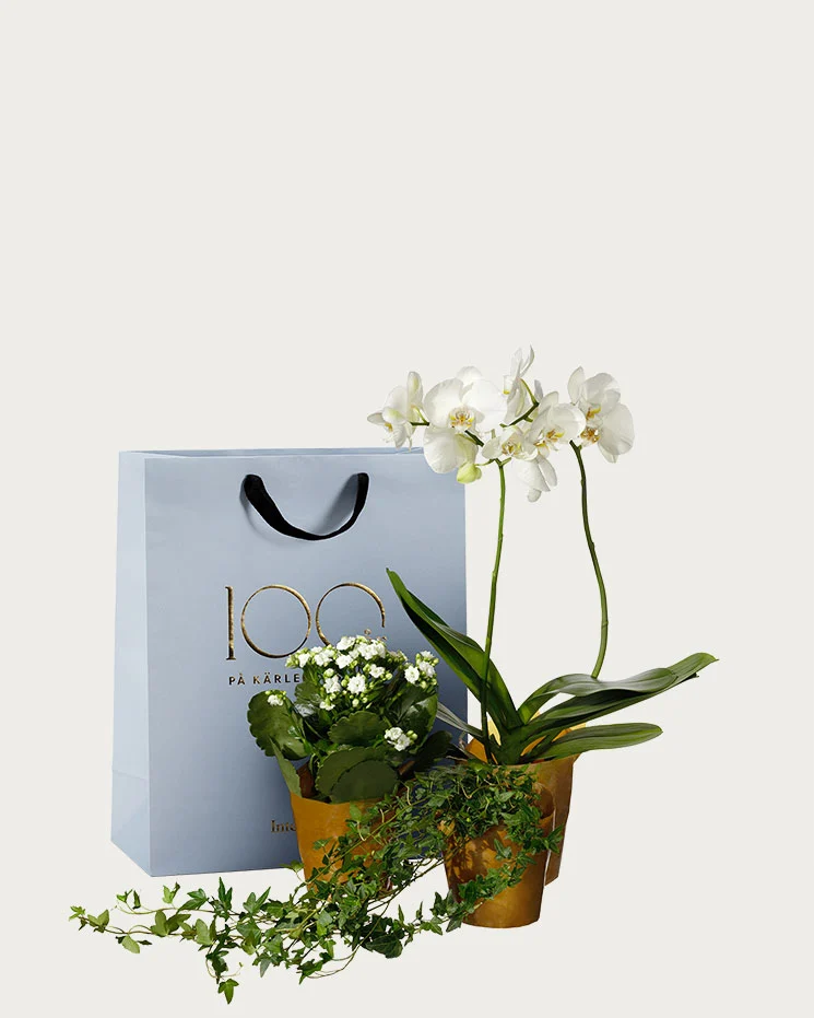 interflora skicka blommor Norberg skicka vackra blommor i form av orkidéer