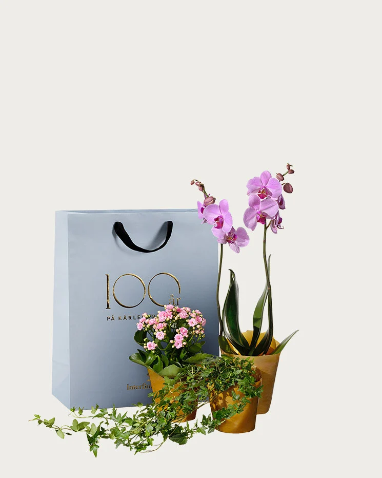 interflora skicka blommor Södermalm beställ orkidé till en vän du bryr dig om och vill göra glad