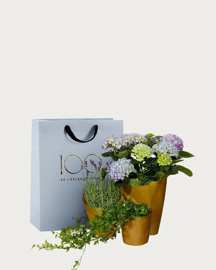 interflora skicka blommor Landskrona blommor av blå hortensia som du kan beställa till mottagarens dörr