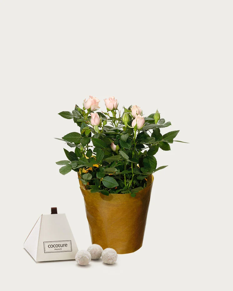 interflora skicka blommor Borgholm stor kruka med blommor som du kan beställa från floristen