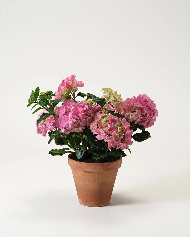 interflora skicka blommor Ekerö vacker kruka med små hortensia blommor i en perfekt bukett