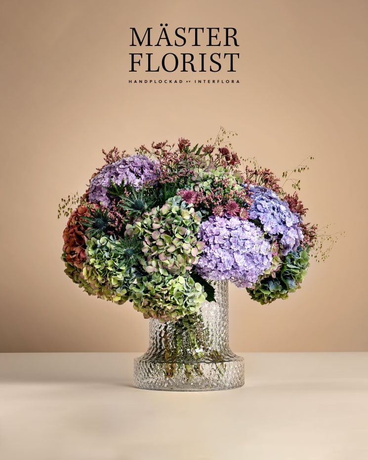 interflora skicka blommor Solna skicka blommor med fin hortensia för att gratulera en speciell person